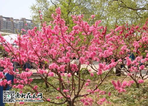 红叶碧桃