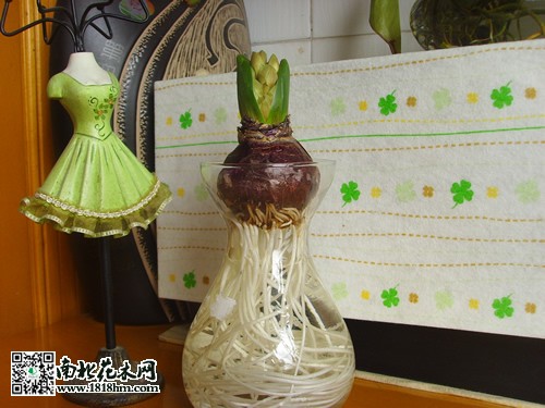 野生花草保举风信子