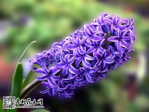 野生花草保举风信子2