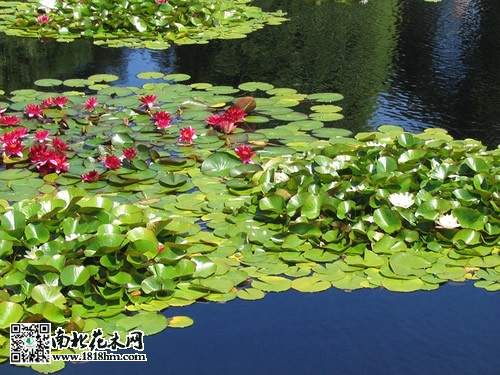 水景动物2