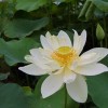 荷花价钱