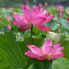 荷花|沭阳地域荷花报价