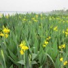 佳丽蕉|水生动物佳丽蕉供给