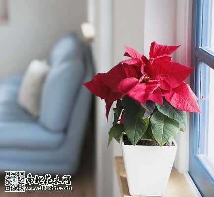 室内花草