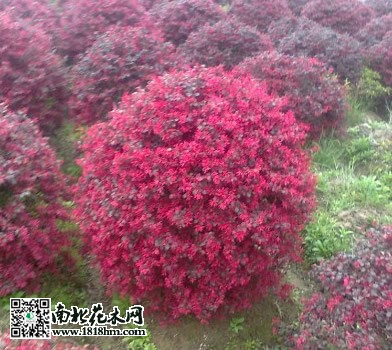 红花檵木