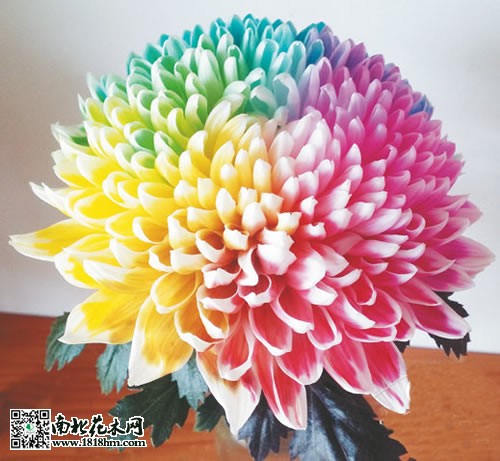 七彩幸运菊