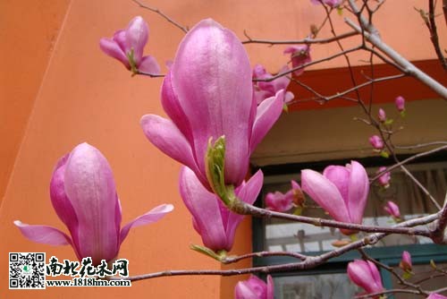 广玉兰