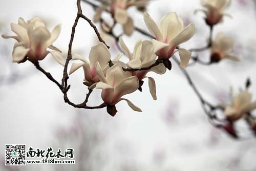 广玉兰图片
