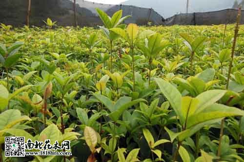 597亩苗木树模基地