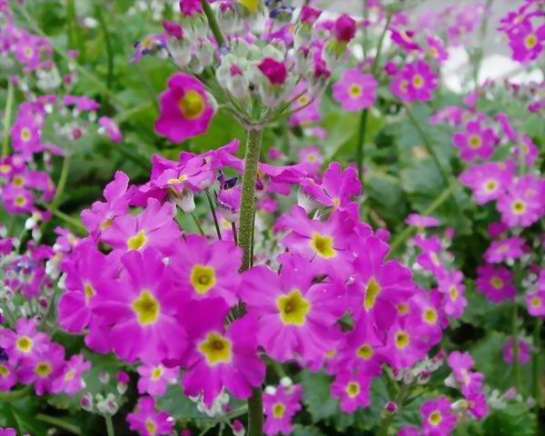 樱花草怎样养