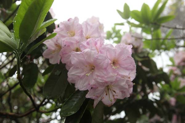云锦杜鹃花