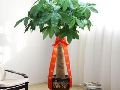 辫子发家树