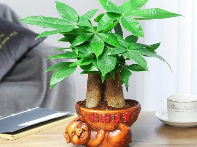 发家树小绿植