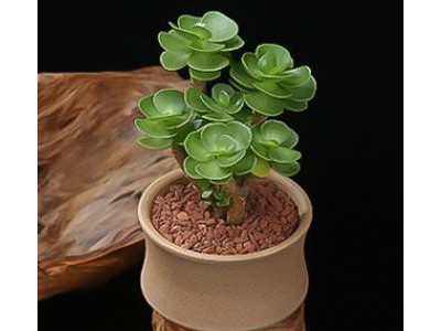 老桩款项木