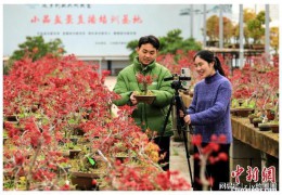 江苏沭阳：为花木庄家成立“诚信档案”