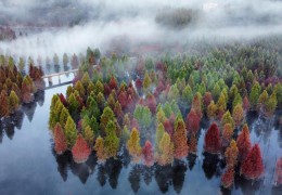 天下个人林丛林积蓄量达93.32亿立方米
